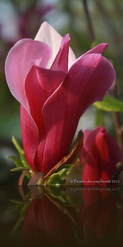 IMG_0775 IMG_0775