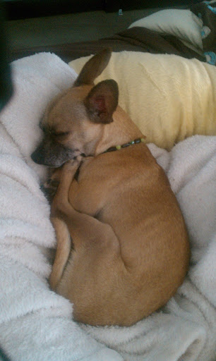 A dog curled in a tight ball is typically using his muscles to stay curled up and is therefore not entirely relaxed. He may appear to be sleeping deeper than he actually is. A dog curled in a tight ball is typically using his muscles to stay curled up and is therefore not entirely relaxed. He may appear to be sleeping deeper than he actually is.