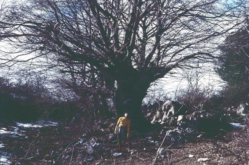 Grande faggio in inverno Pratone m.Gennaro e Donatella Piccioli (picc.blu)