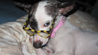 Pepper reading up on how to maximize her chances of being adopted and ways to assess her compatibility with potential adopters.