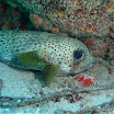 Porcupine Fish.JPG