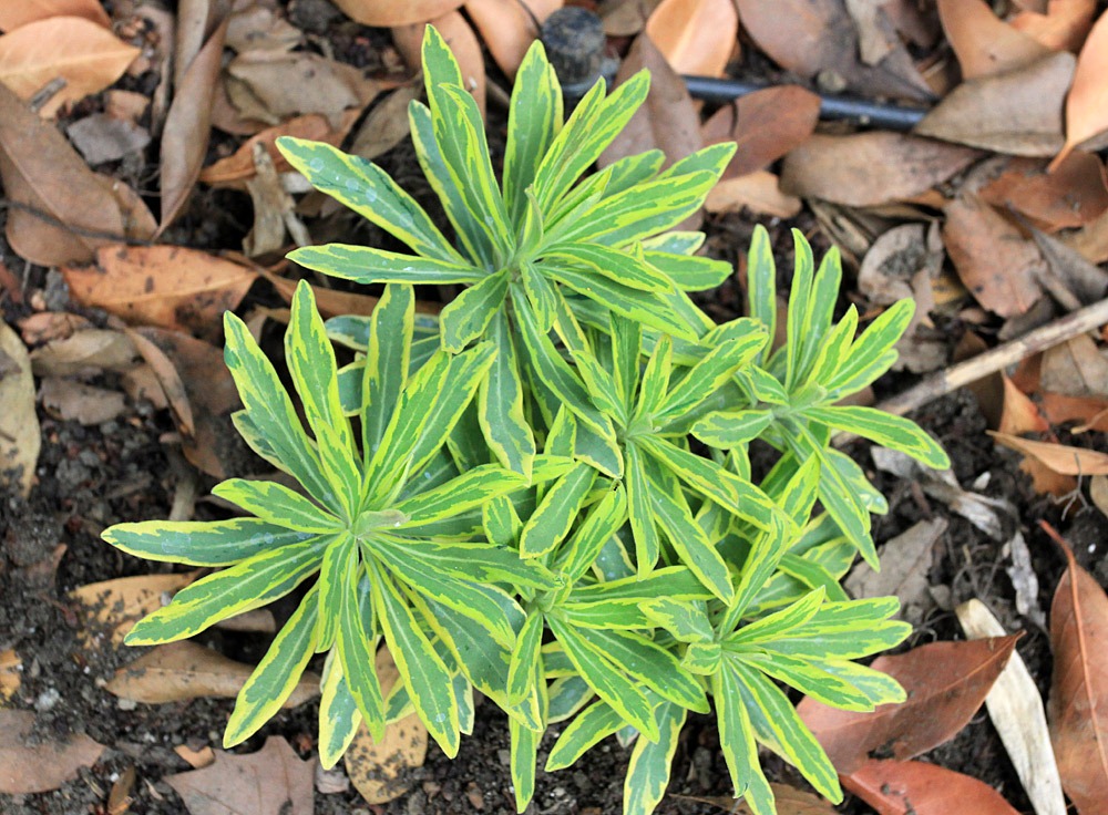 [121005_Euphorbia-x-martinii-Ascot-Rainbow_01%255B3%255D.jpg]