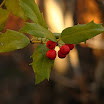 IMG_2105.JPG