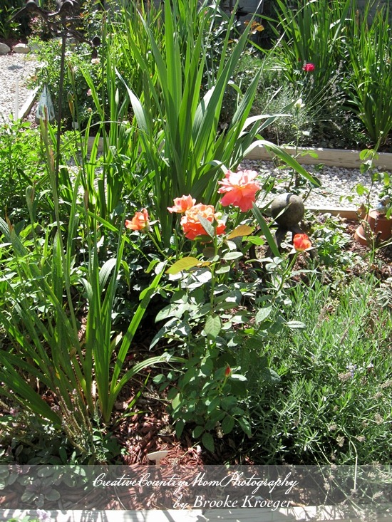 [IMG_5435%255B2%255D.jpg]