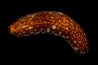 Bohadschia argus. Kosrae.