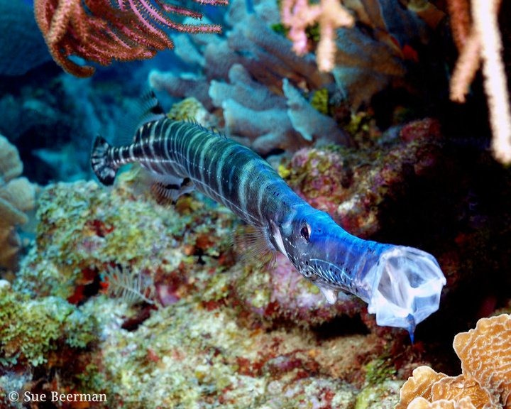 [utila%255B3%255D.jpg]