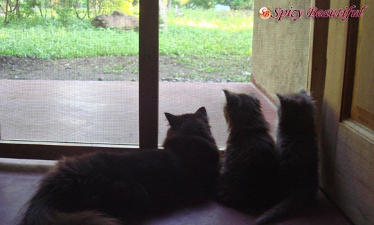 Gazing through the screendoor