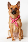 Penny, a pooch of few words- 