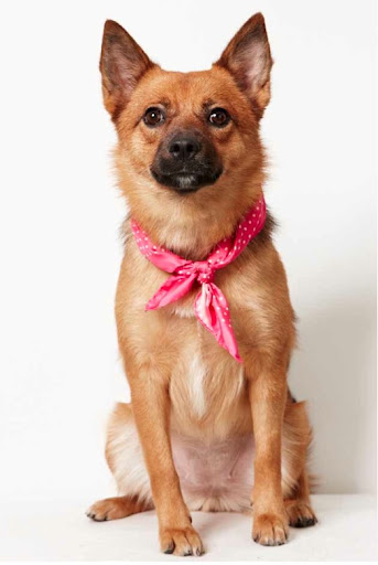 Penny, a pooch of few words- Penny, a pooch of few words-