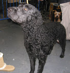 Curly Coated Retriever