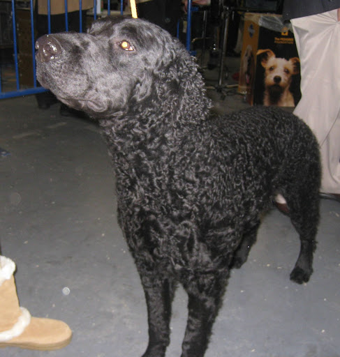 Curly Coated Retriever