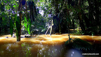 The mysterious Amazon river