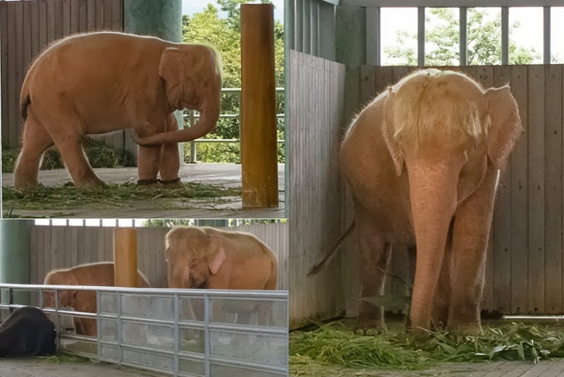 elephants elephants