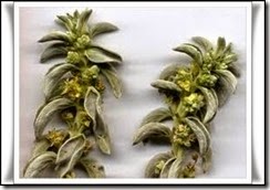 Carra (Mercurialis tormentosa)-L Carra (Mercurialis tormentosa)-L