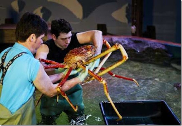 crabzilla-biggest-known-crab