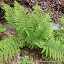 #11 WOODSIACEAE Athyrium filix-femina(ID Flora On)[Maia,NF37_P.S.P.Avioso,CA&CMMaia]_P1570658.JPG
