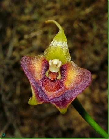 ORQ Masdevallia amplexa ORQ Masdevallia amplexa
