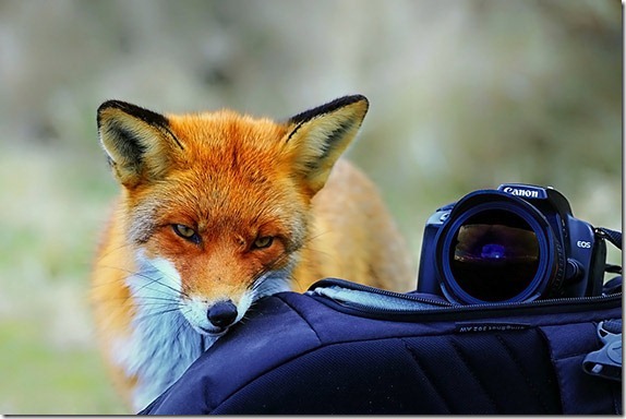 camera-care-tips-2 camera-care-tips-2