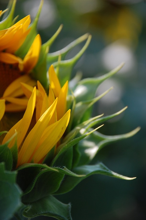 [SunflowerClosed4%255B2%255D.jpg]