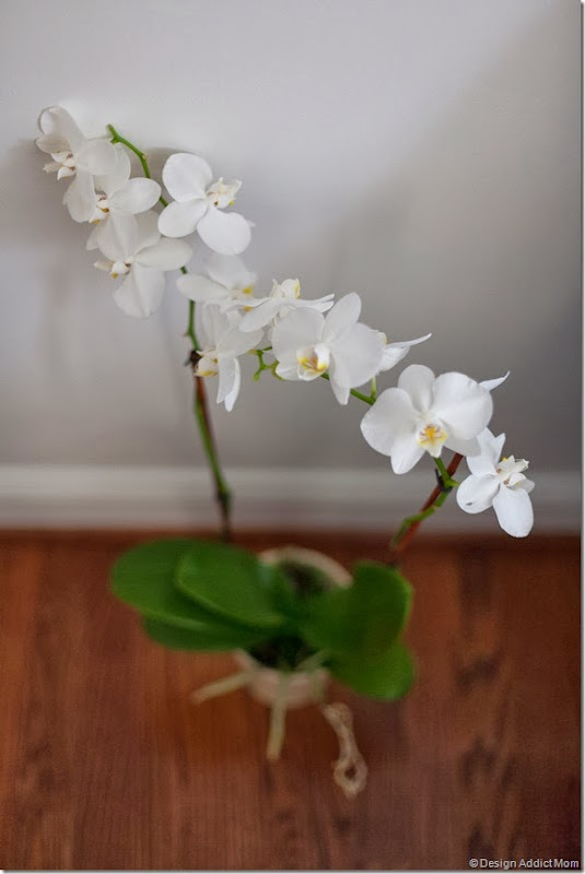 One Room Challenge: Week 6; The Reveal. orchids are so beautiful