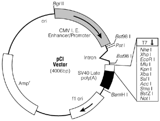 pCI mammalian expression vector