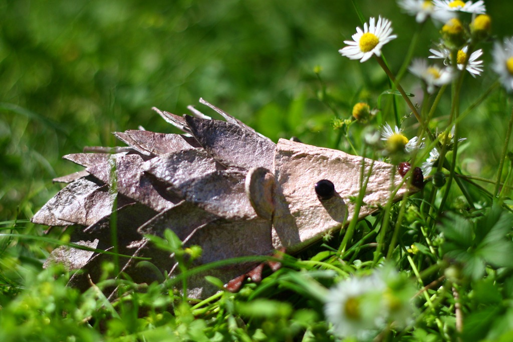 [riccio%2520Schiccio-003%255B8%255D.jpg]