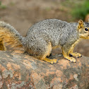Eastern Gray Squirrel