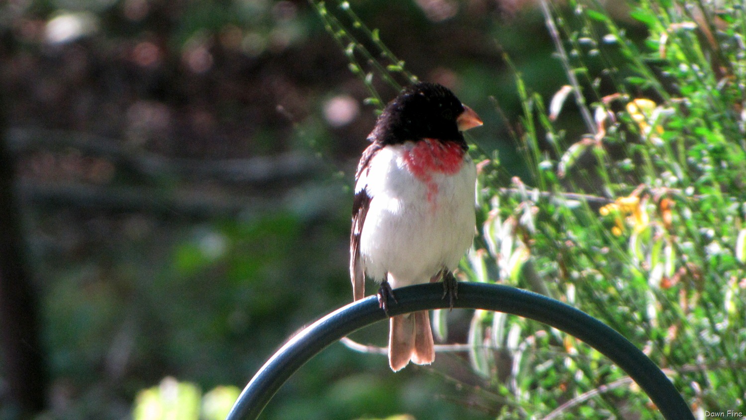 [spring%2520birds_045%255B6%255D.jpg]