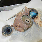 eye_all_parts.JPG