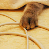 hands