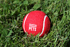 These balls are so nice and fuzzy.  Uncle Carlos!  Please come and play!