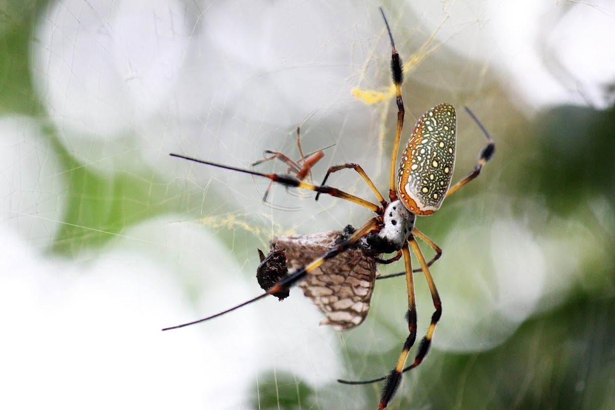 Golden Orb-web Spider (female and male)