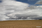 A lonesome donkey in empty plains