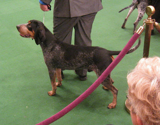 Bluetick Coonhound