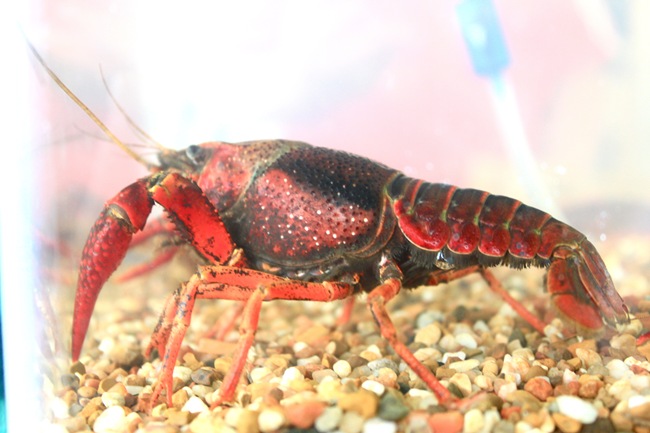 crawdaddy crawdaddy