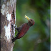 Maroon Woodpecker---Blythipicus rubiginosus-01 copy.jpg