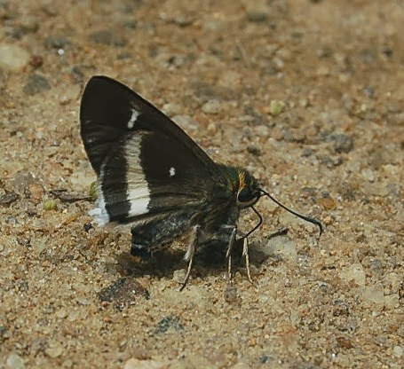 Hesperiidae : Coeliadinae : Coeliades ramanatek (BOISDUVAL, 1833), endémique. Parc d'Andasibe-Mantadia (Madagascar), 29 décembre 2013. Photo : T. LaugierPhoto : T. Laugier