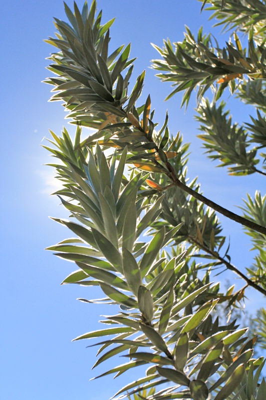 [121027_UCSCArboretum_Leucadendron-ar%255B2%255D.jpg]