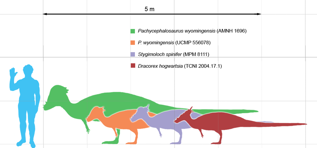 [Pachycephalosaurus_scale%255B3%255D.png]