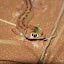 Namib Dune Gecko (Pachydactylus rangei) - the webbed feet are a special adaptation