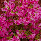 Azalaeas Blooming - 2008