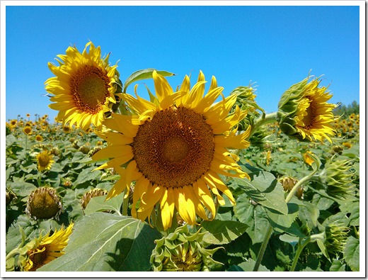 130706_CR102_sunflowers_09