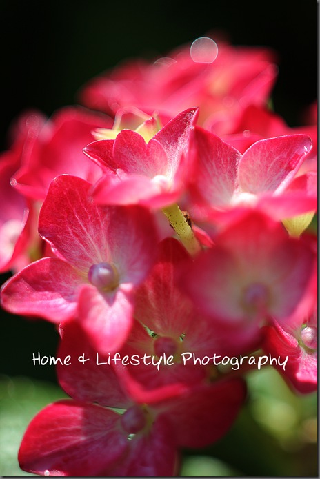 Home & Lifestyle Home & Lifestyle
