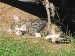 1 new kitties 10.2011 white face under camper2