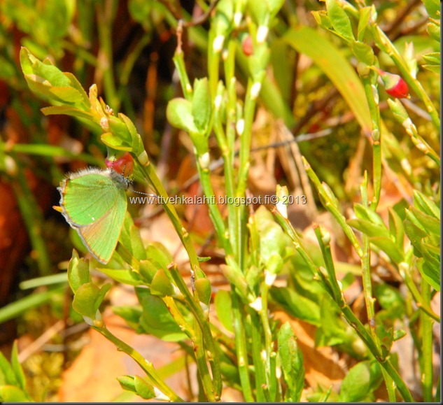 asfaltti ty&ouml; vt 8 Kangasperhonen (Callophrys rubi) 100