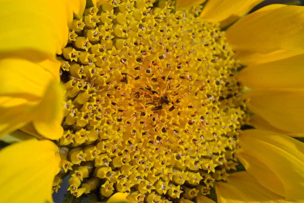 [Sunflower%255B3%255D.jpg]