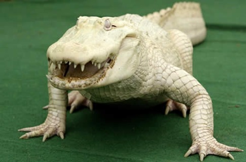 albino aligator