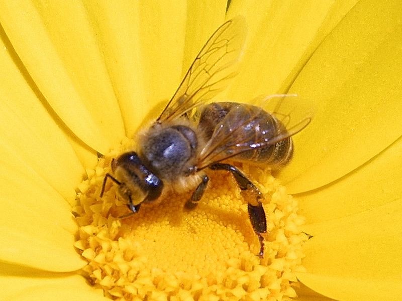 [bees-flowers-insects%255B2%255D.jpg]