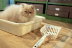 Ch'in, over here!  I found some cat stuff!  Like this litter box and scoop!