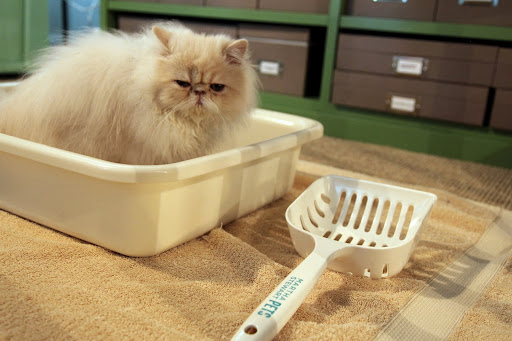 Ch'in, over here!  I found some cat stuff!  Like this litter box and scoop!